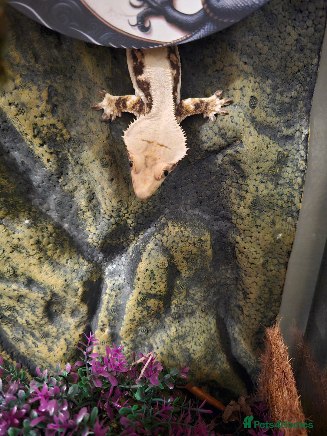 Gecko reptiles for sale: Lilly white crested gecko and viv - Advert 2