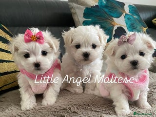 Maltese dogs ✨ Outstanding KC half-Korean Maltese Puppies ✨ - Advert 3
