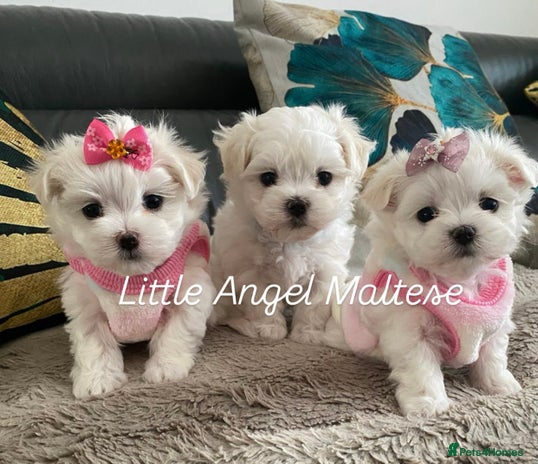 Maltese dogs ✨ Outstanding KC half-Korean Maltese Puppies ✨ - Advert 14