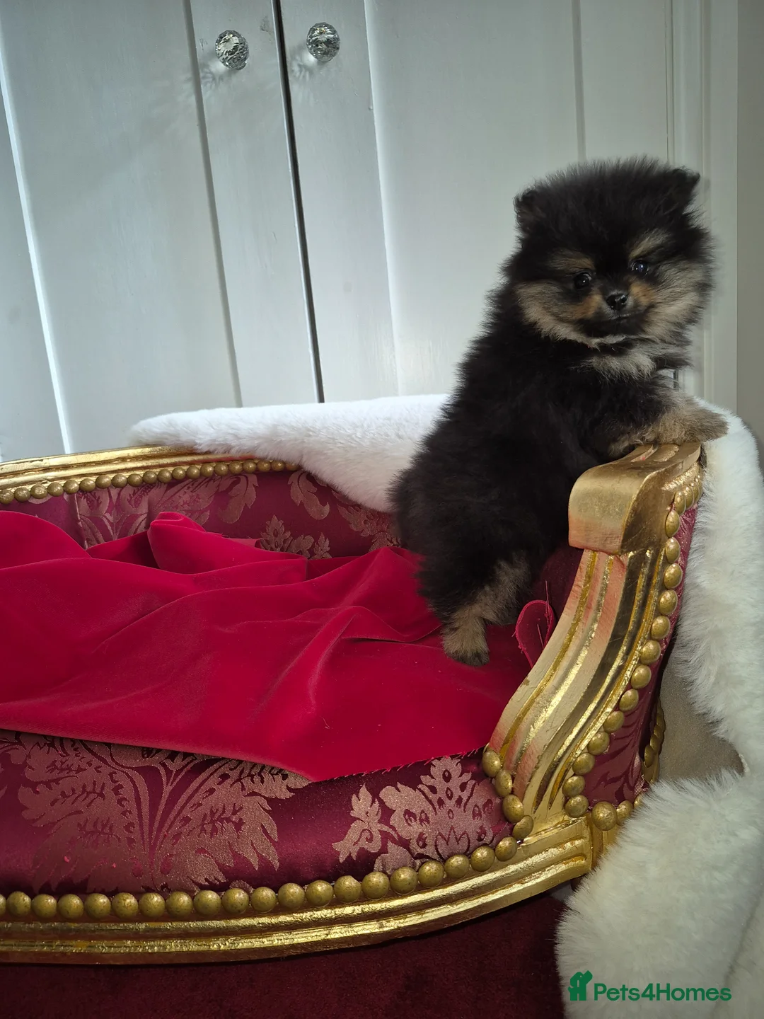 Pomeranian dogs for sale: Adorable  **  pomeranians in Newport - Advert 7