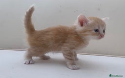 Mixed Breed cats for sale: Gorgeous Siberian Neva Masquerade Cross Kittens! - Image 12