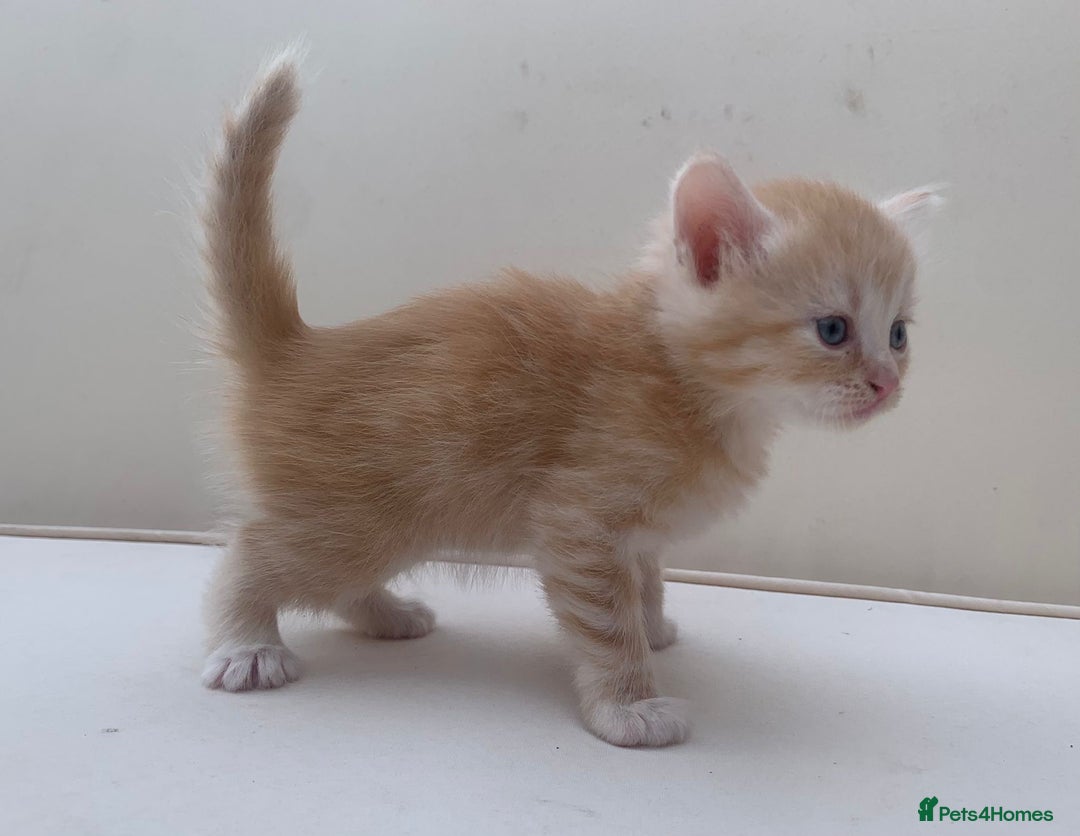 Mixed Breed cats for sale: Gorgeous Siberian Neva Masquerade Cross Kittens! - Image 12