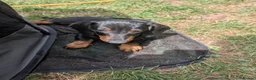 Dachshund dogs for sale: Gorgeous sausage dog puppies  - Advert 14