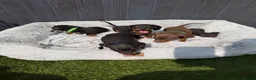 Dachshund dogs for sale: Dachshund  - Advert 4