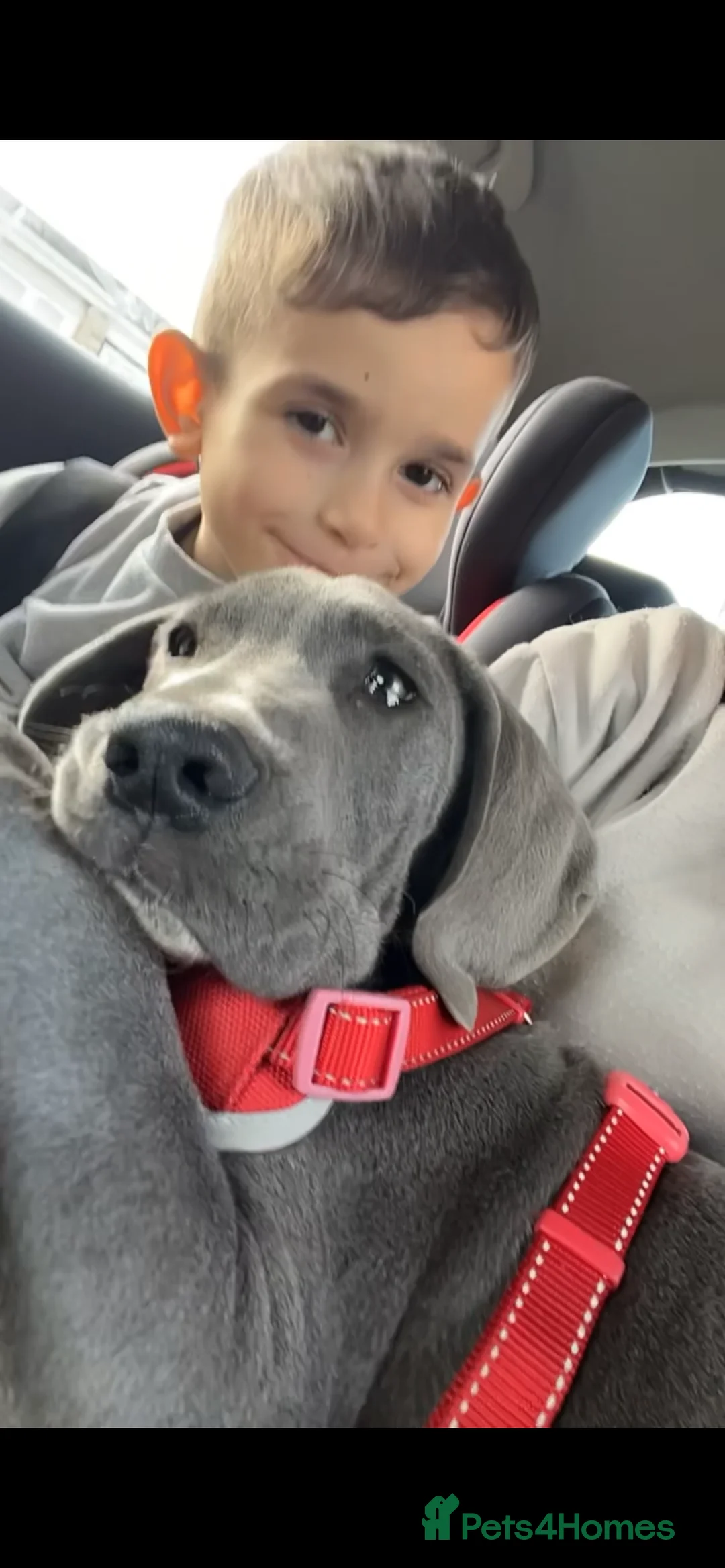 Great Dane dogs for sale: Stunning blue girl  - Advert 2