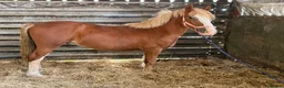 Welsh Section C horses for sale: Carless Joey - One for the future  - Advert 5