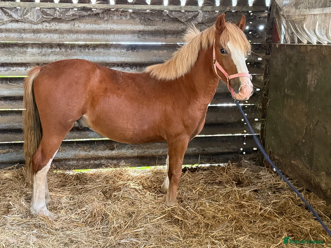 Welsh Section C horses for sale: Carless Joey - One for the future  - Advert 5
