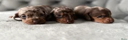 Miniature Dachshund dogs for sale: READY NOW Tiny MALES KC reg mini dachshunds  - Advert 33