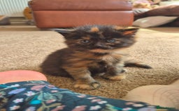 Mixed Breed cats for sale: Super friendly, fluffy kittens! 😻 - Image 17
