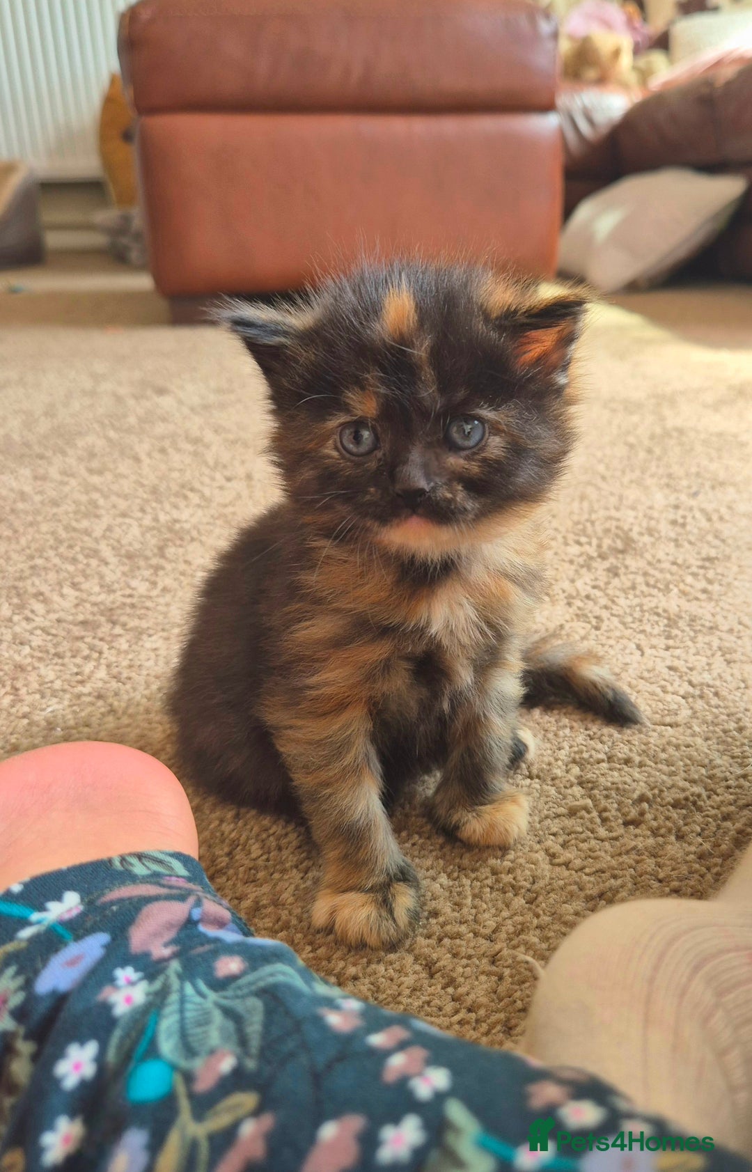 Mixed Breed cats for sale: Super friendly, fluffy kittens! 😻 - Image 17