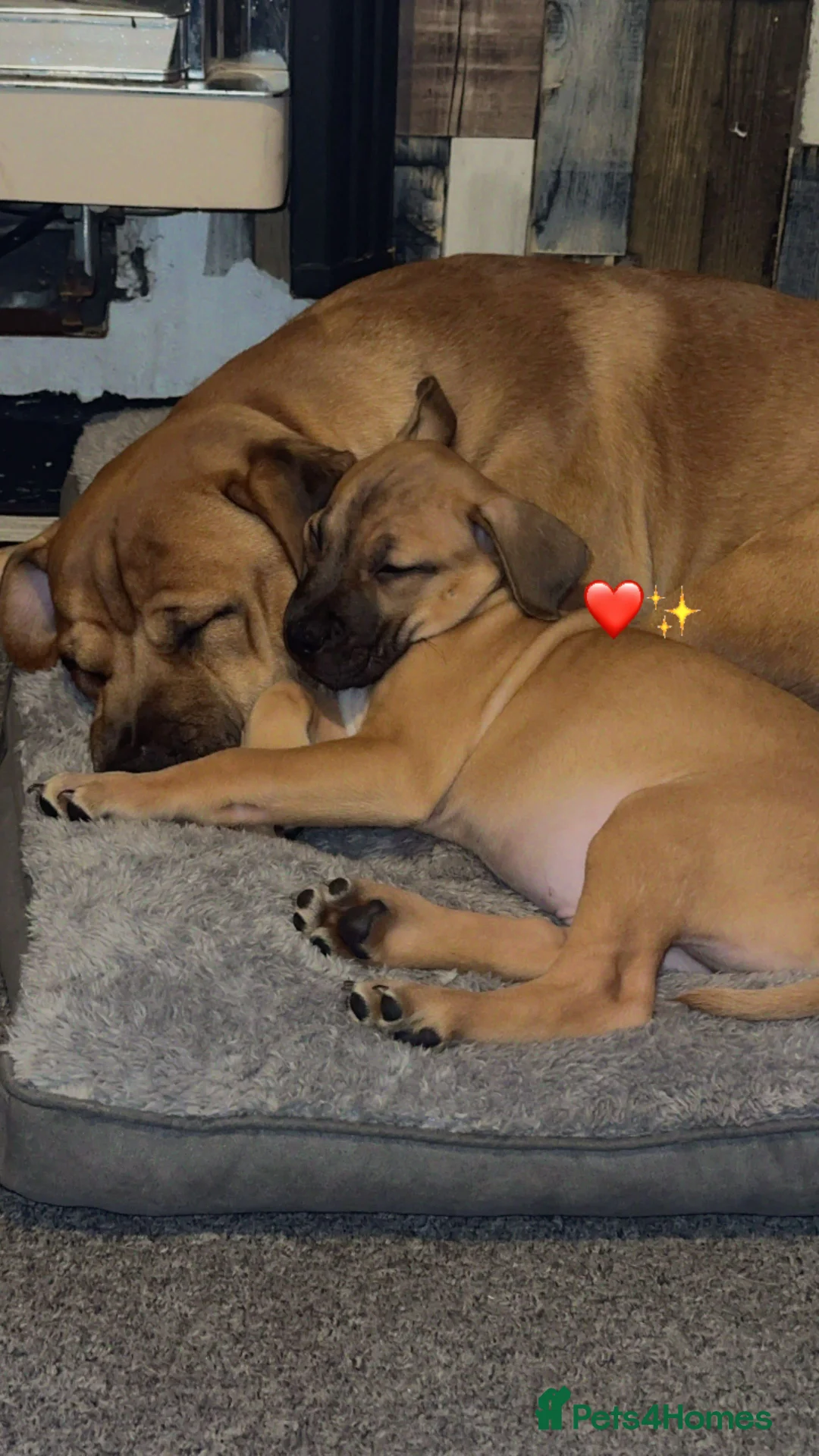 Mixed Breed dogs for sale: Staffy x shar pei  in Newport - Advert 2