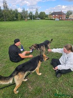 Mixed Breed dogs Belgium malinois cross German shepherd - Advert 4