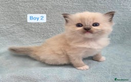 Ragdoll cats for sale: GCCF REGISTERED RAGDOLL KITTENS - Image 3