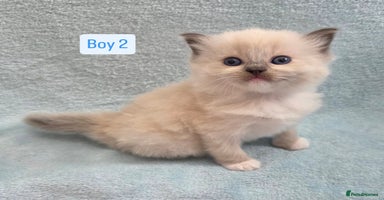Ragdoll cats - Advert 9