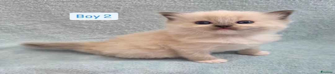 Ragdoll Kitten 2