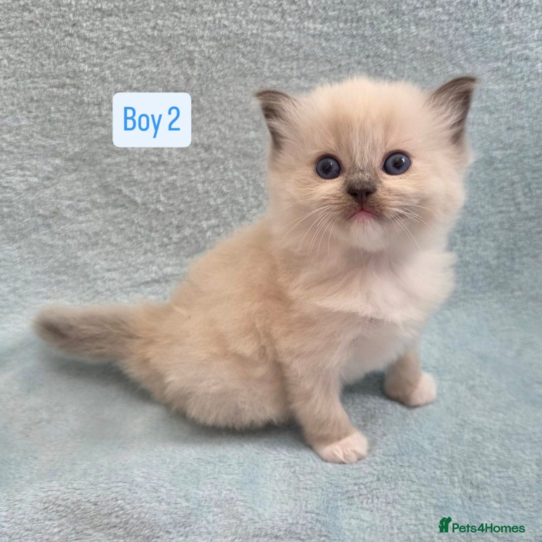 Ragdoll cats for sale: GCCF REGISTERED RAGDOLL KITTENS - Image 3