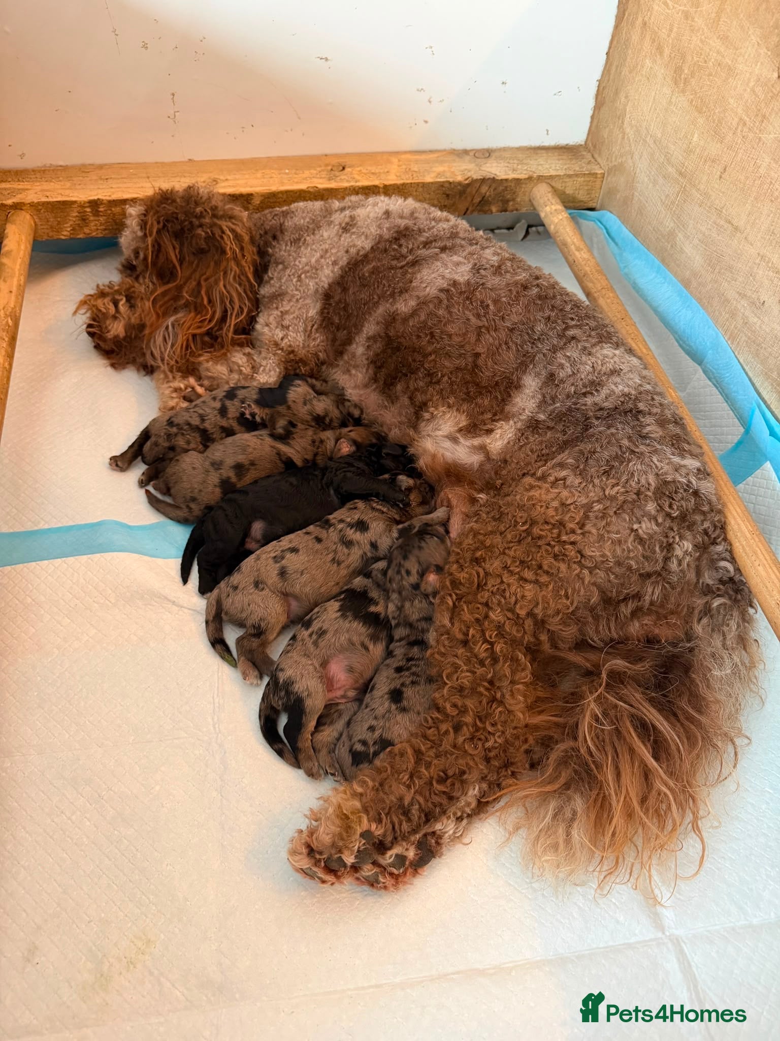 Mini Goldendoodle dogs Beautiful miniature F2b goldendoodles.  - Advert 1
