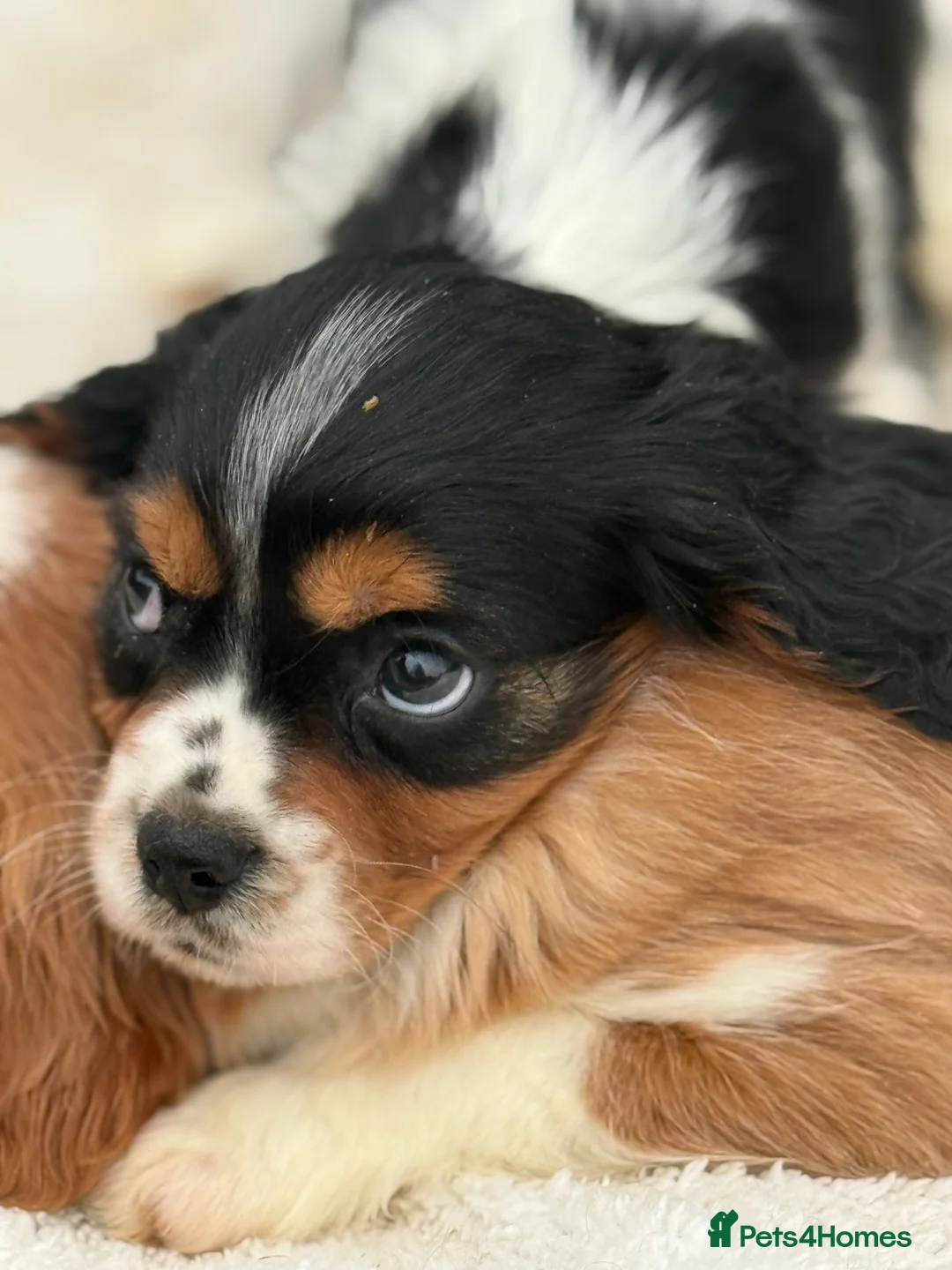 Cavalier King Charles Spaniel dogs for sale: Cavalier King Charles  - Advert 5