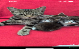 Mixed Breed cats for sale: 2 month old kittens ready for their forever homes  - Image 1