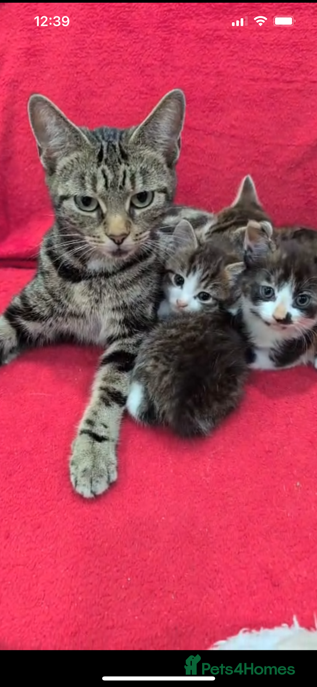 Mixed Breed cats for sale: 2 month old kittens ready for their forever homes  - Image 1