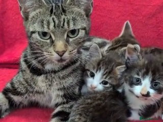 Mixed Breed cats - Advert 28