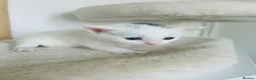 Turkish Van cats for sale: Beautiful Turkish van kittens for sale.  - Advert 32