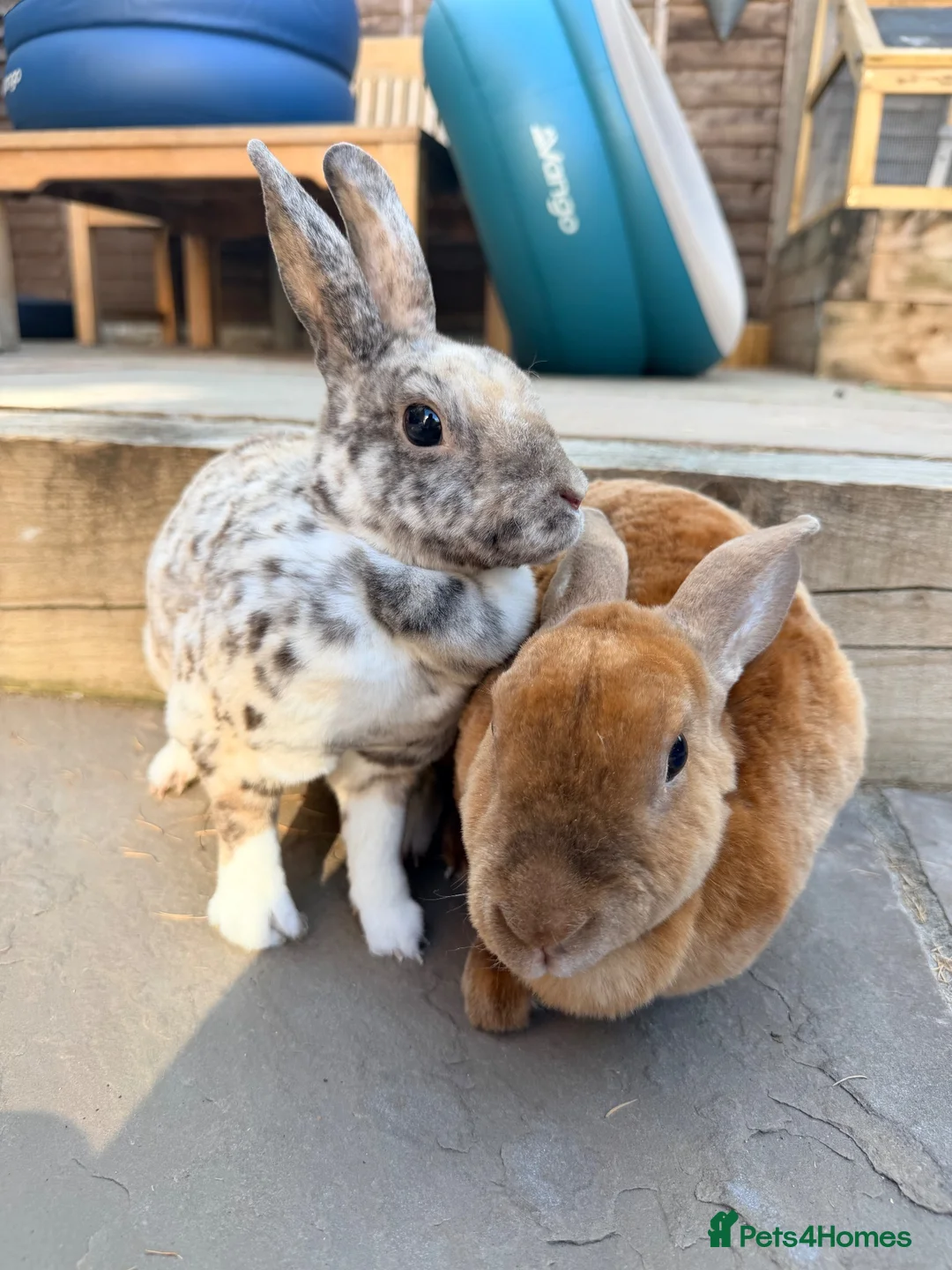 Rex rabbits for sale: Adult mini Rexes looking for new home  - Advert 7