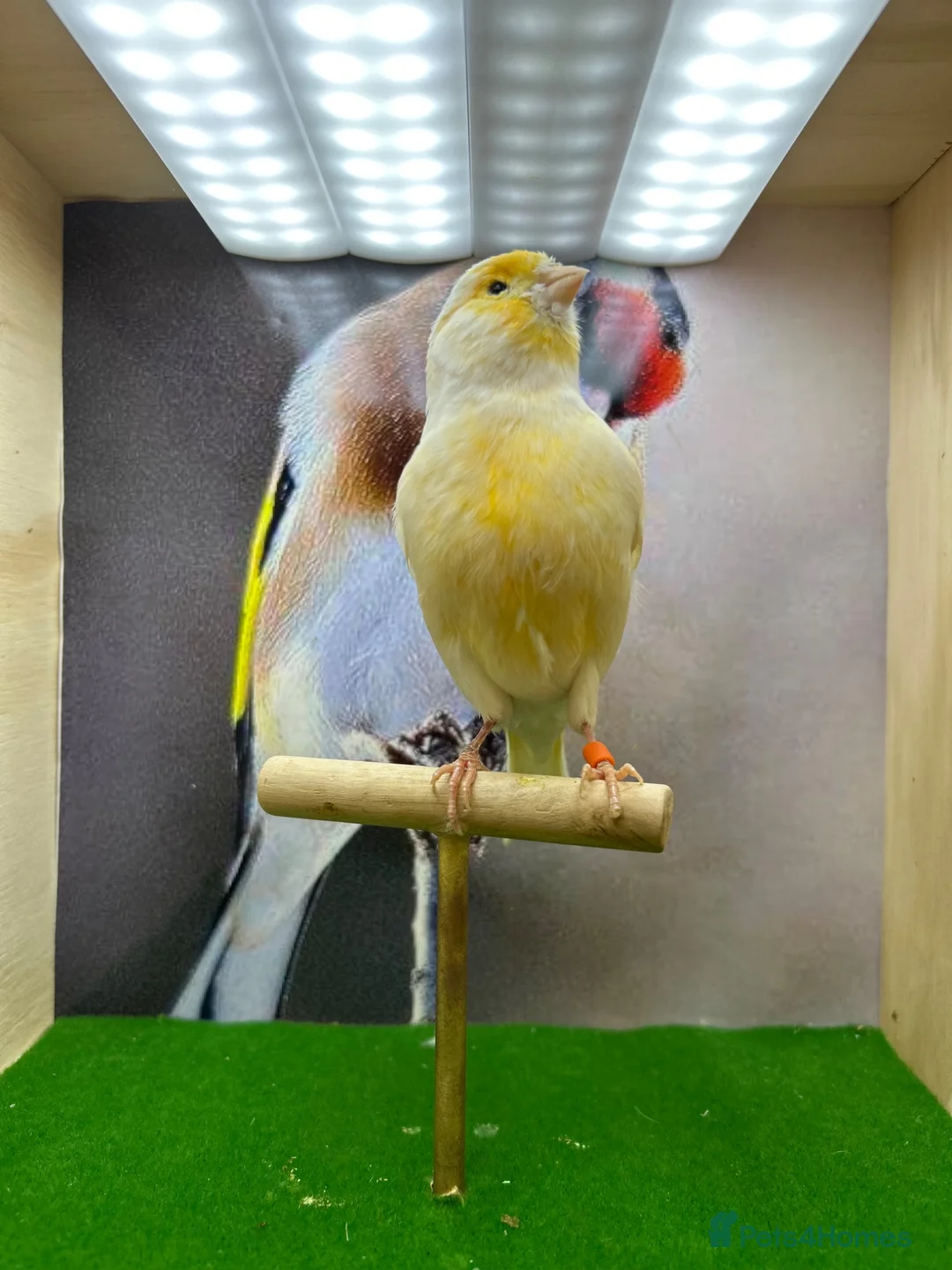 Canaries birds for sale: Red mosaic canary  - Advert 10