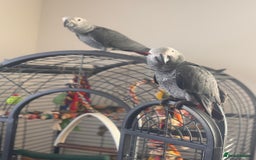 Parrots birds for sale: 12w Hand reared Congo African grey parrot babies  - Advert 9