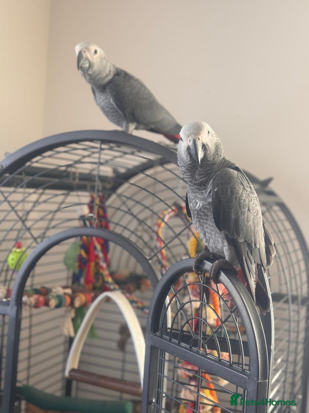 Parrots birds for sale: 12w Hand reared Congo African grey parrot babies  - Advert 9