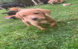 Labrador Retriever dogs for sale: Beautiful Labrador pups  - Image 4
