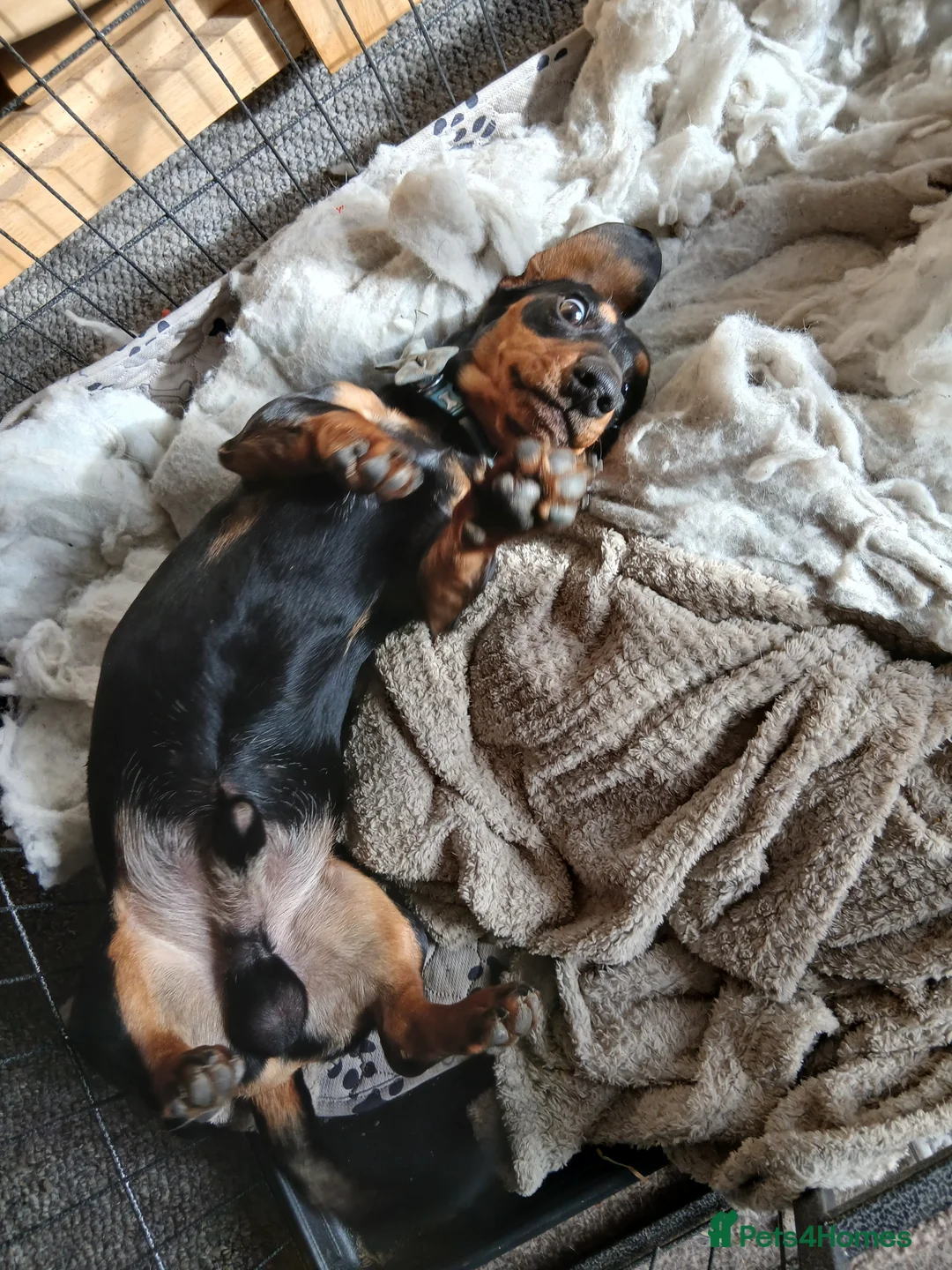 Dachshund dogs for sale: Dachshund - Advert 2