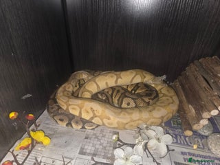Python Snake reptiles 2 royal pythons females super pastel and banana - Advert 12