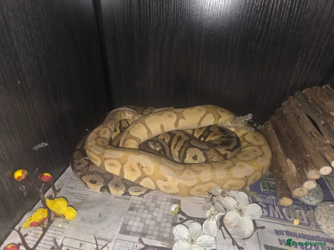 Python Snake reptiles for sale: 3 female royal pythons All 3 for 160 today only! - Advert 1
