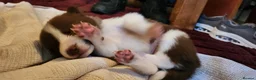 Border Collie dogs for sale: Beautiful Border Collie Puppies - Advert 9
