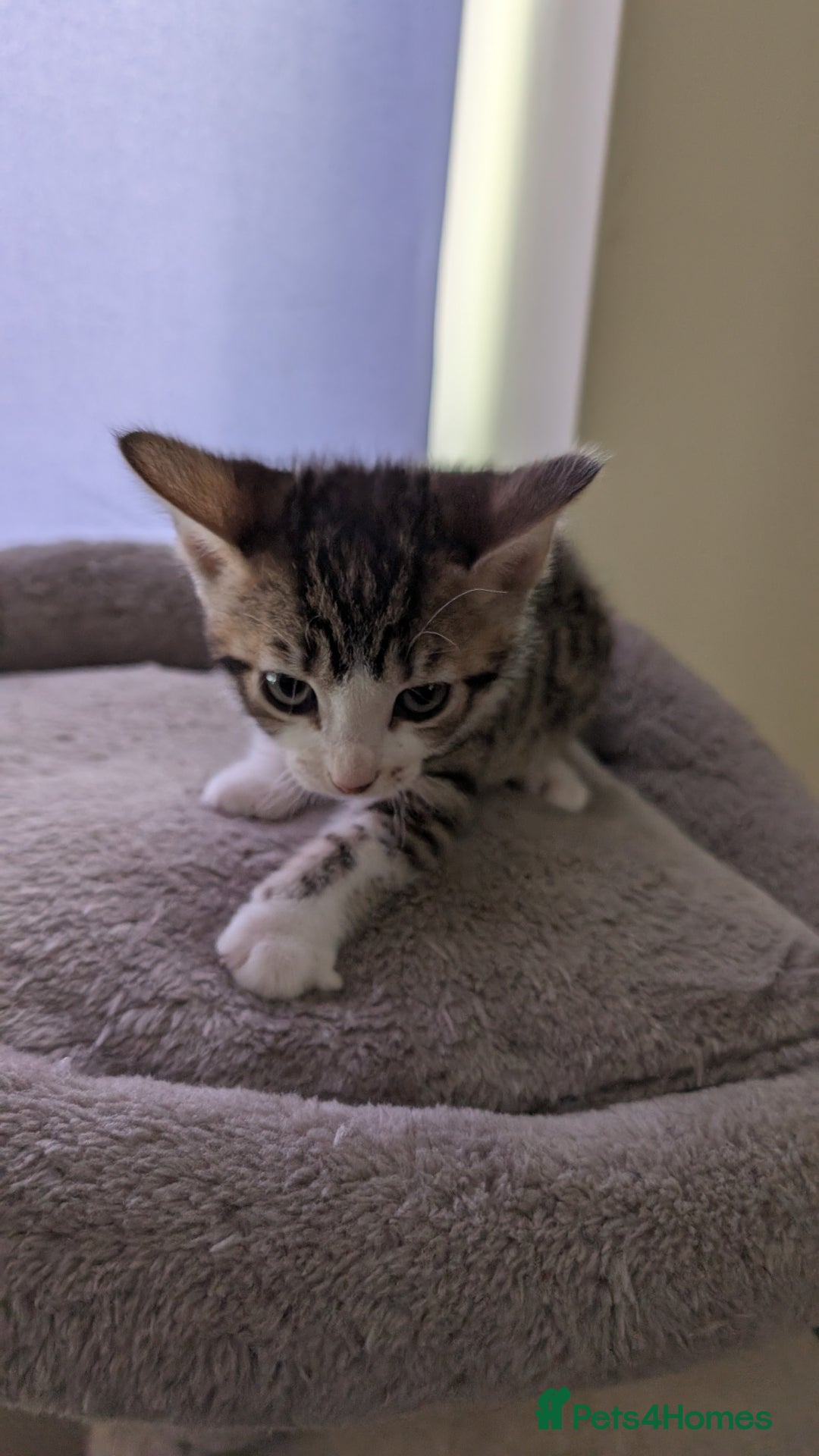Mixed Breed cats for sale: Mixed breed kittens - available immediately  - Image 11