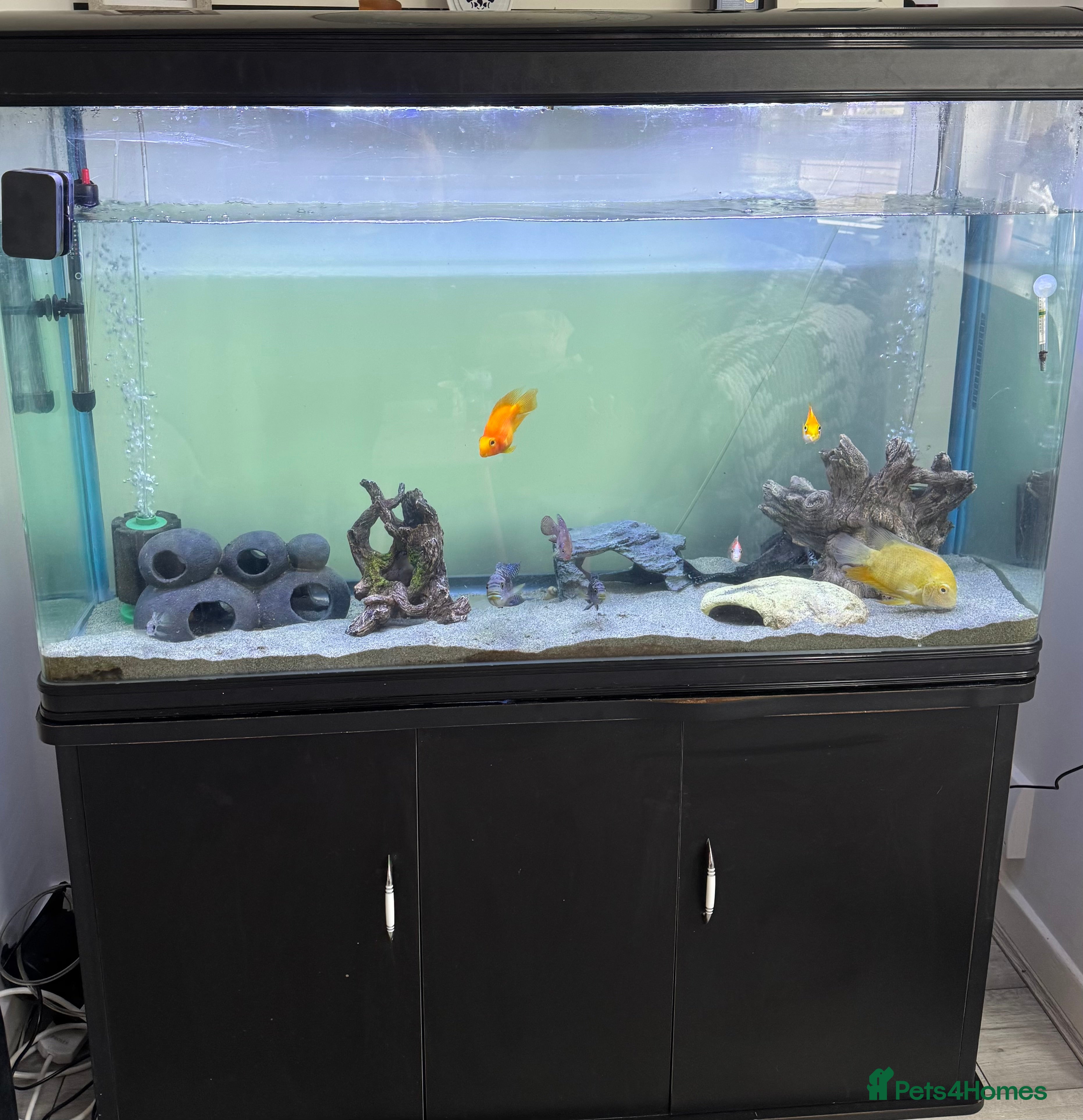 Other/Mixed Breed fish Tank & fish for sale  - Advert 1