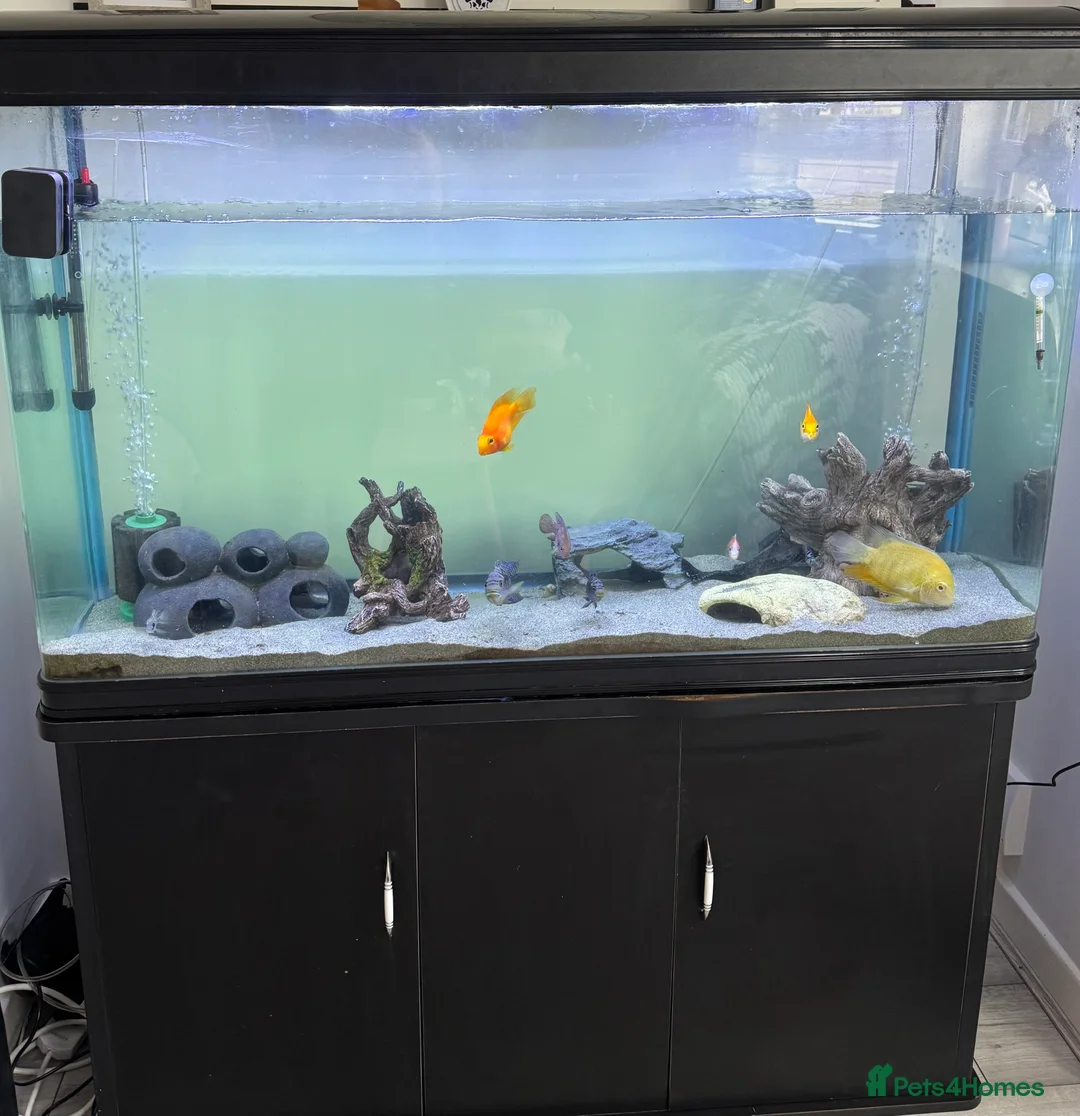 Other/Mixed Breed fish for sale: Tank & fish for sale  - Advert 1