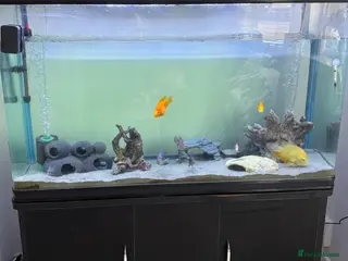Other/Mixed Breed fish Tank & fish for sale - Advert 1