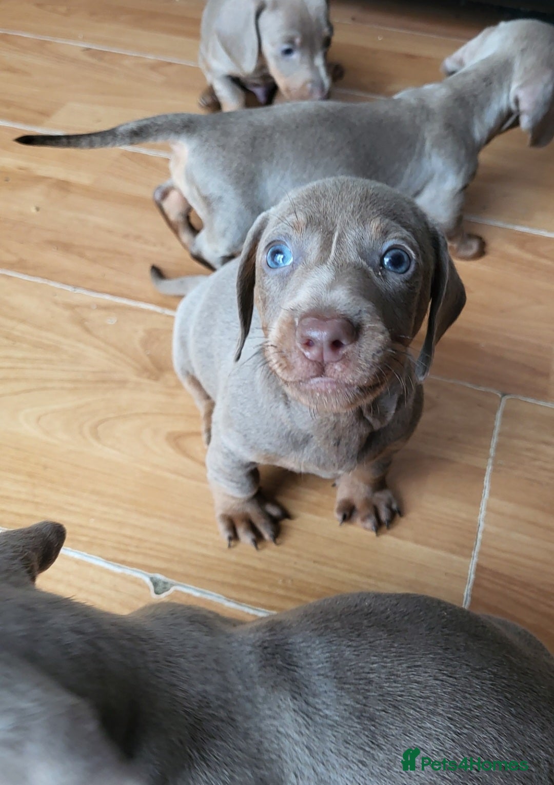 Dachshund dogs for sale: Isabella dachshund puppies for sale! - Image 11