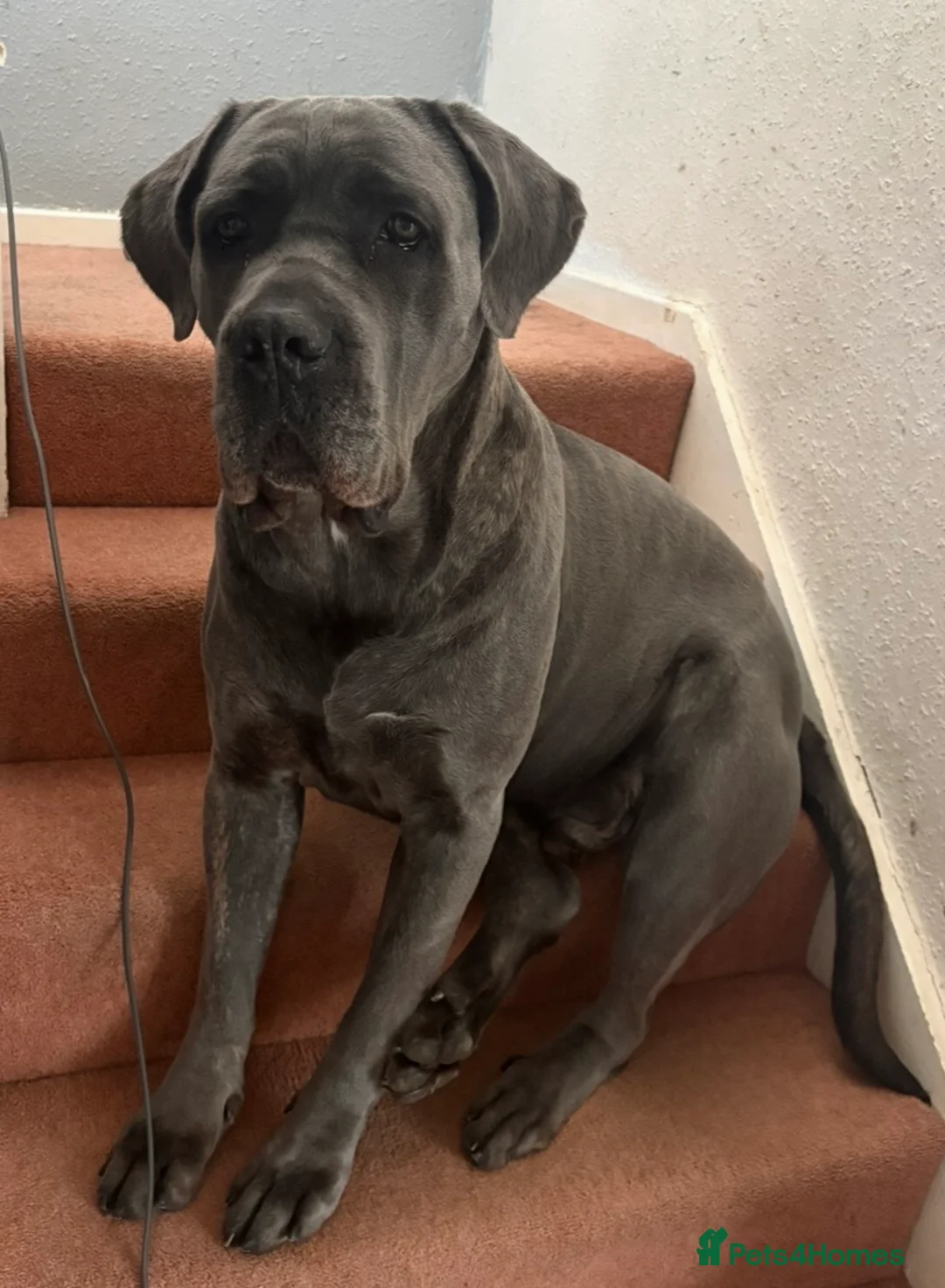 Cane Corso dogs for sale: 3 yo Cane Corso needs a new home!  - Advert 2