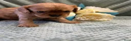 Cavalier King Charles Spaniel dogs for sale: Cavalier King Charles  - Advert 31