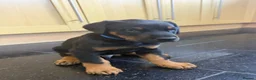 Dobermann dogs for sale: Beautiful Dobermann puppies for sale - Advert 8
