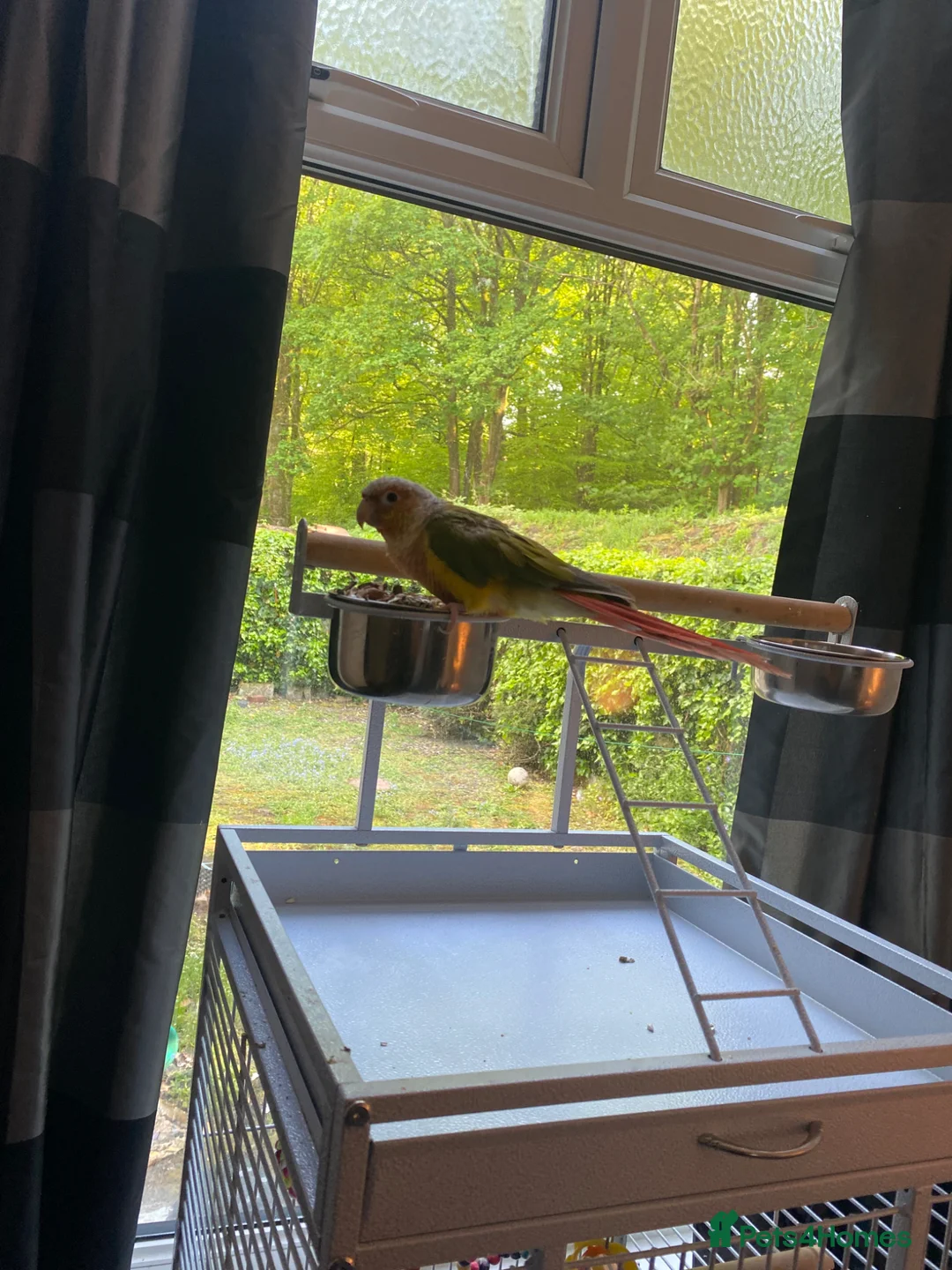 Parrots birds for sale: Pineapple conure Rio  in Blackburn - Advert 2