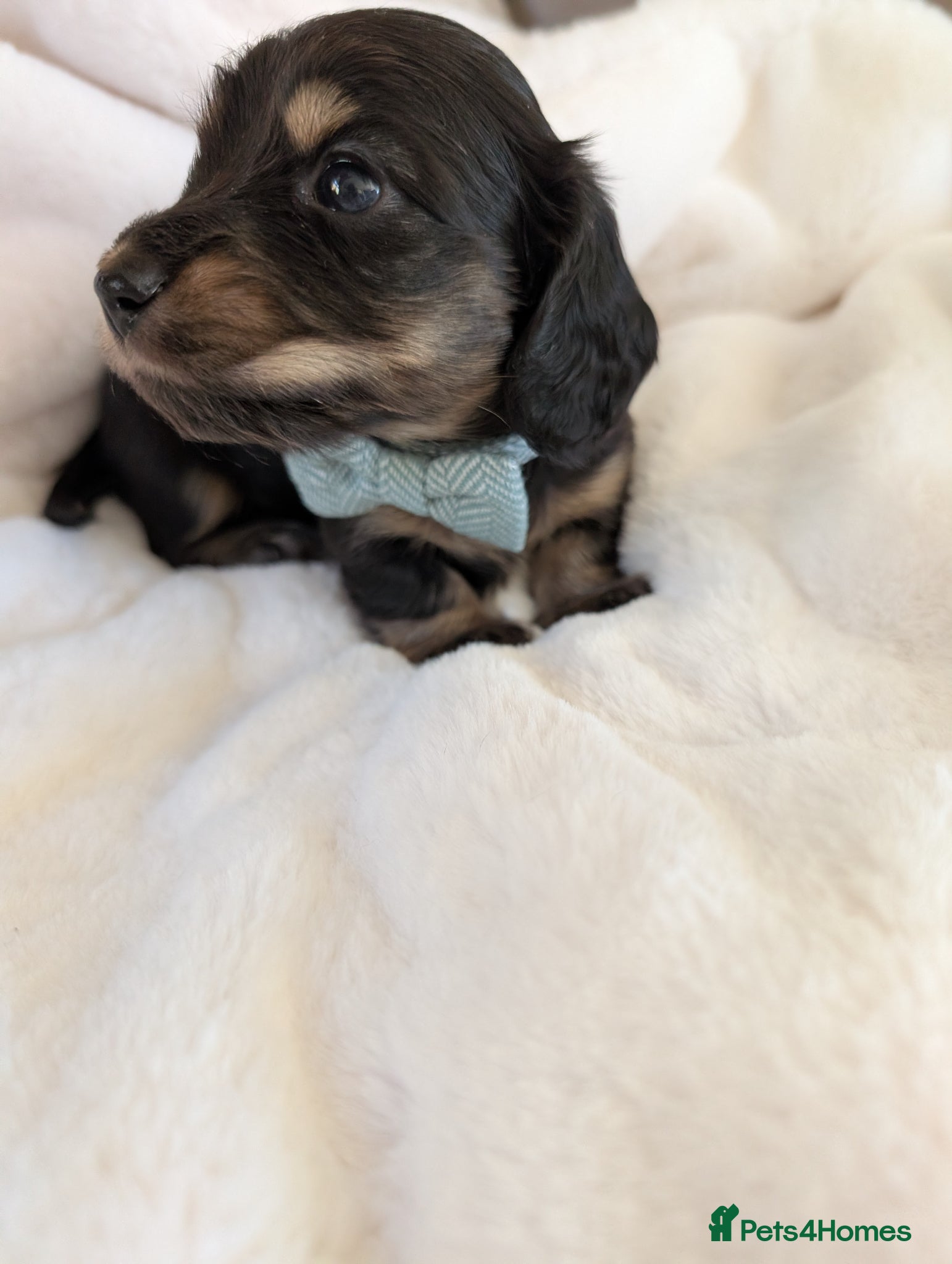 Miniature Dachshund dogs Stunning long haired miniature dachshunds  - Advert 16