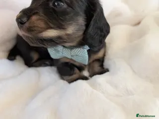 Miniature Dachshund dogs Stunning long haired miniature dachshunds - Advert 16