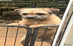 Border Terrier dogs for sale: Very special little girl - Image 4