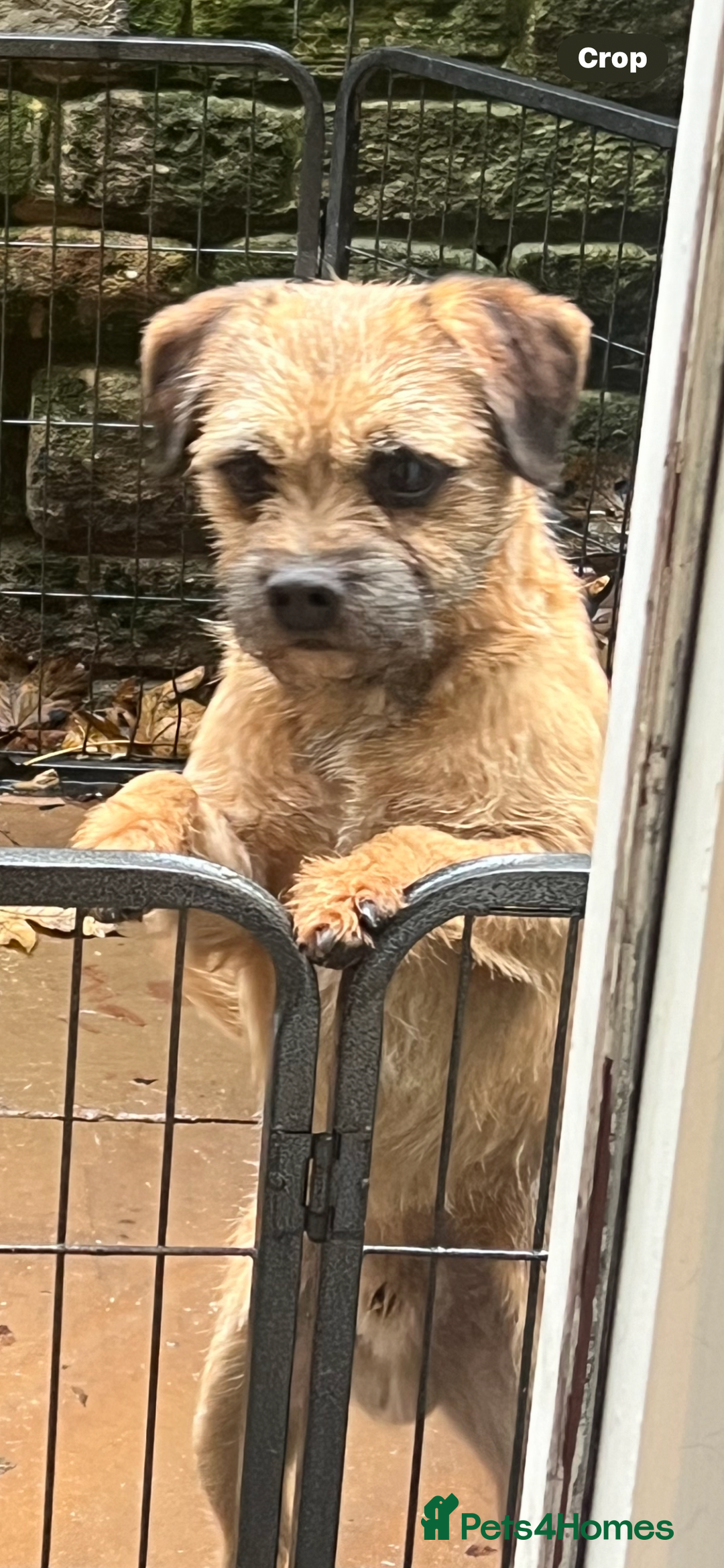 Border Terrier dogs for sale: Very special little girl - Image 4