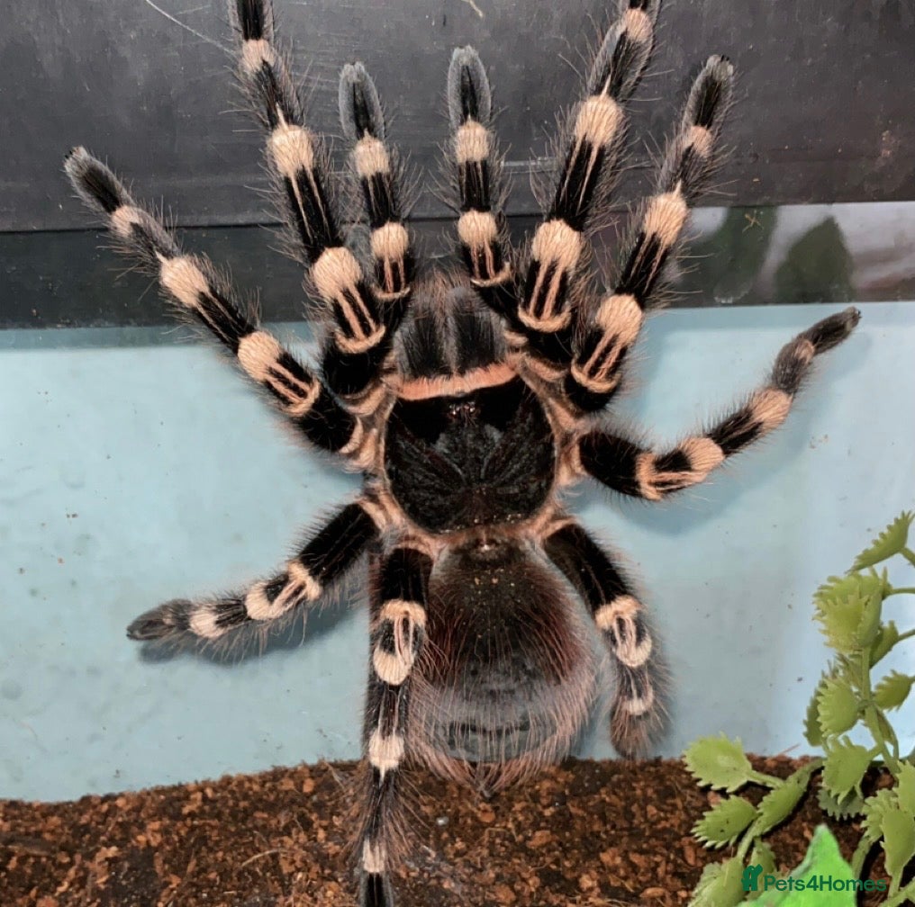 Tarantulas invertebrates 2 year old tarantula for sale - Advert 1