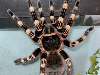 Tarantulas invertebrates 2 year old tarantula for sale - Advert 2